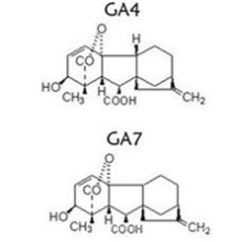 Ga 4 + 7 Gibberellinsäure